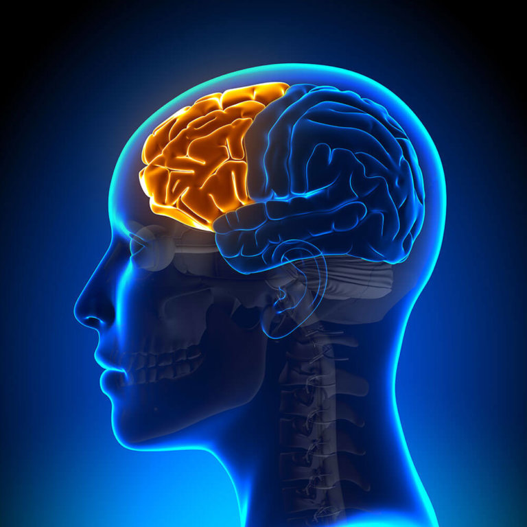 The frontal lobe in the human brain